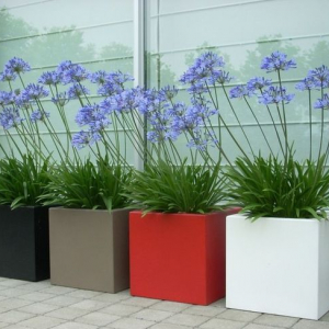 Chậu composite vuông trồng cây kingpot