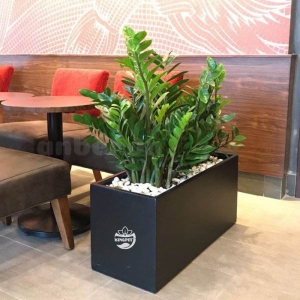 Chậu composite hình chữ nhật màu đen trồng cây, đặt trong quán cafe