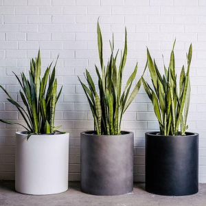 Chậu trụ tròn trồng cây Tài Lộc