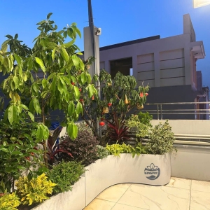 Chậu composite ban công với dáng cong thanh thoát trồng cây xanh