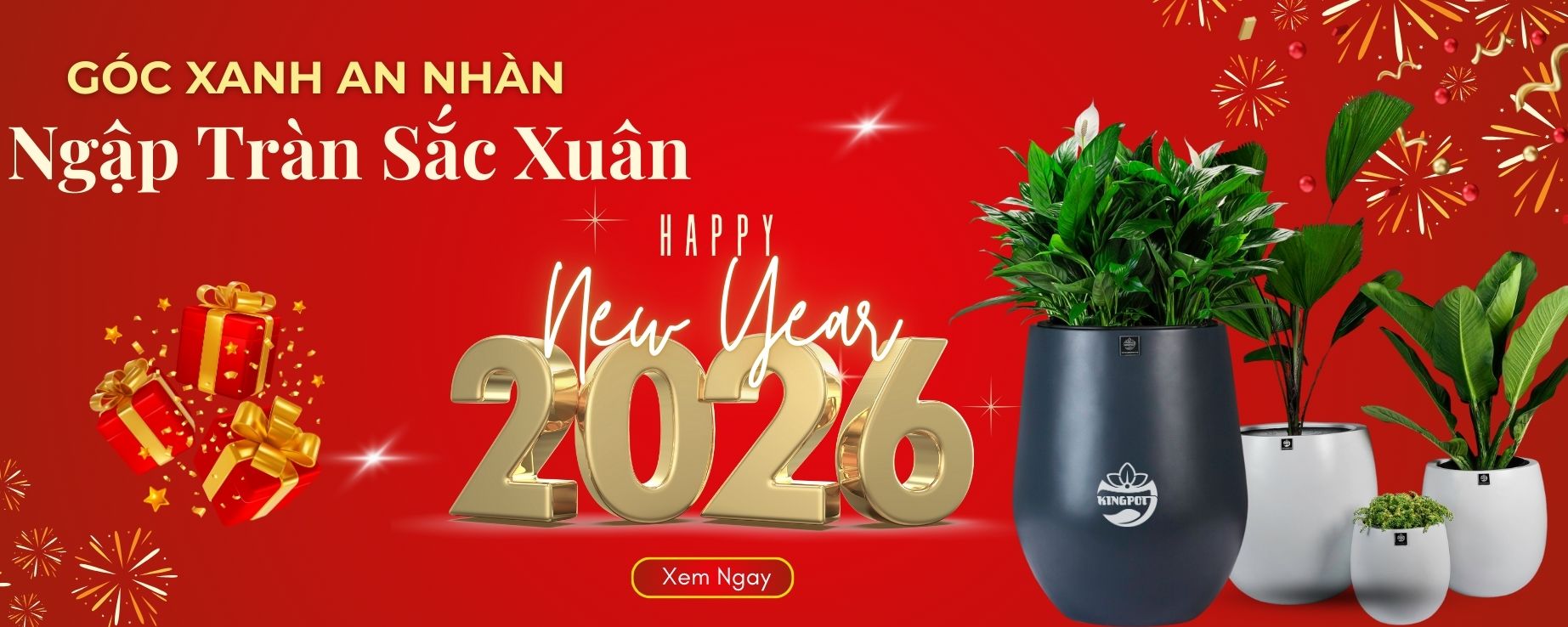 Chậu composite trồng cây ngày tết