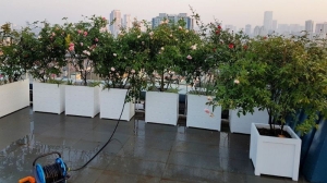 Chậu nhựa PVC trồng cây ngoài trời