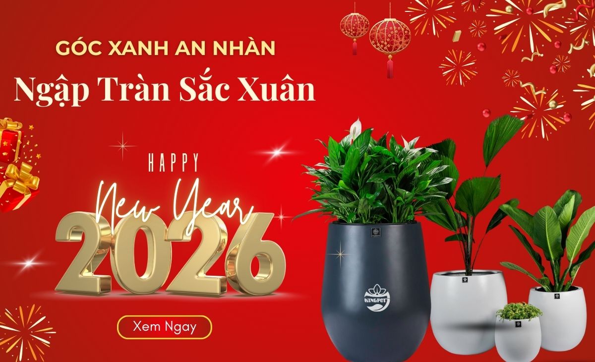 Chậu composite trồng cây tết 2026